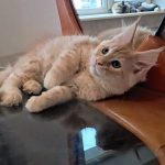 Raphael-male-maine-Coon-cat-puppy-for-sale-1 (5)
