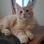 Romeo-male-maine-Coon-cat-puppy-for-sale-1 (1)
