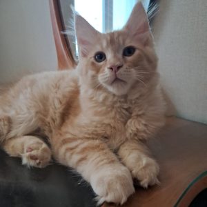 Romeo Maine Coon