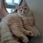 Romeo-male-maine-Coon-cat-puppy-for-sale-1 (2)
