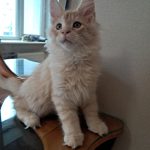 Romeo-male-maine-Coon-cat-puppy-for-sale-1 (3)