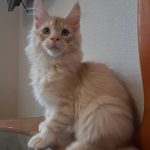 Romeo-male-maine-Coon-cat-puppy-for-sale-1 (4)