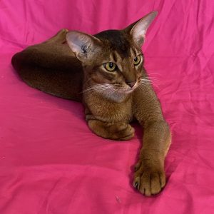 Wally Abyssinian