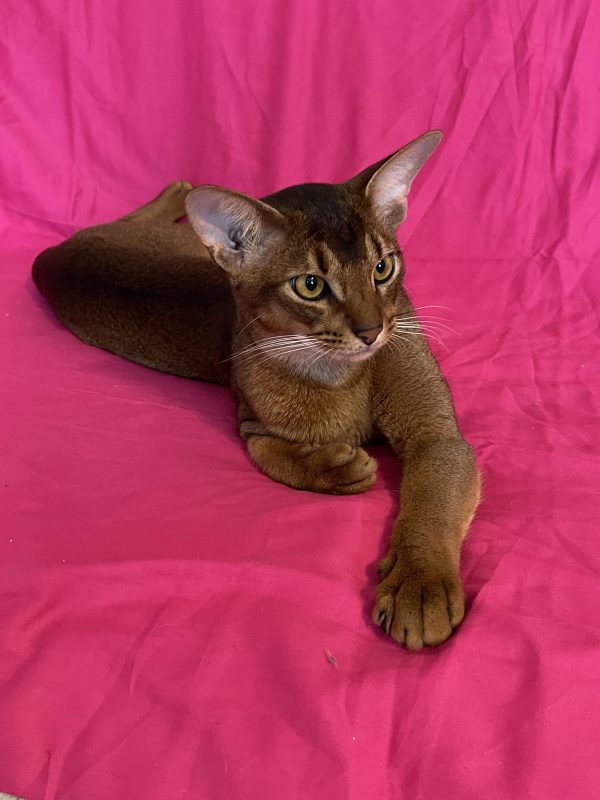 Wally Abyssinian