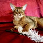 Wally-male-Abyssinian-cat-puppy-for-sale-1 (2)