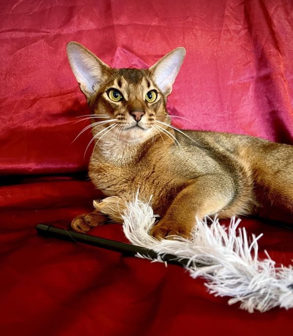Wally Abyssinian