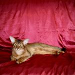 Wally-male-Abyssinian-cat-puppy-for-sale-1 (3)