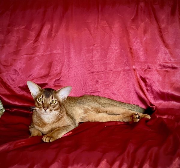 Wally Abyssinian