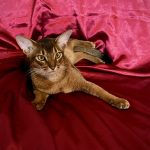 Wally-male-Abyssinian-cat-puppy-for-sale-1 (4)