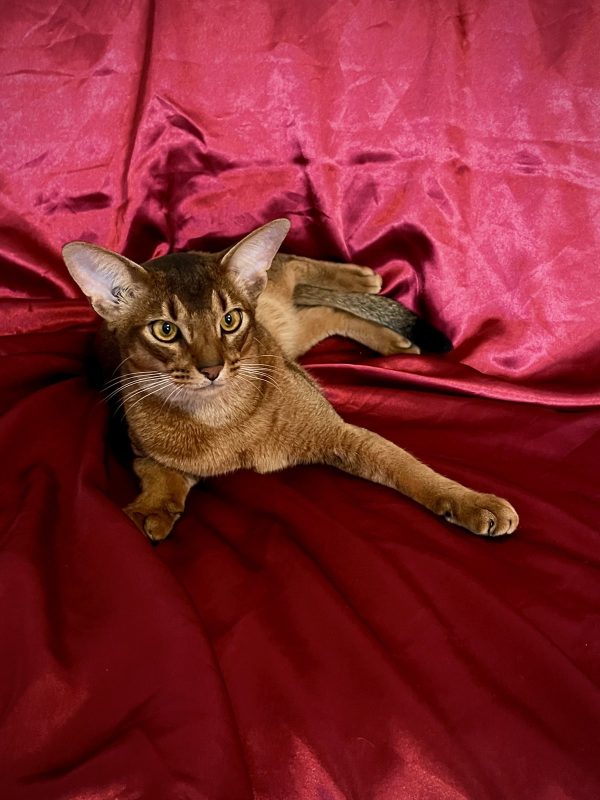 Wally Abyssinian