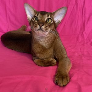 Wally Abyssinian