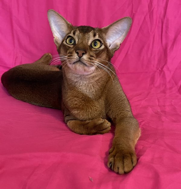 Wally Abyssinian