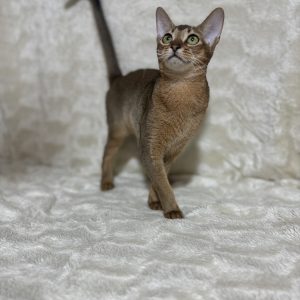 Wanessa Abyssinian