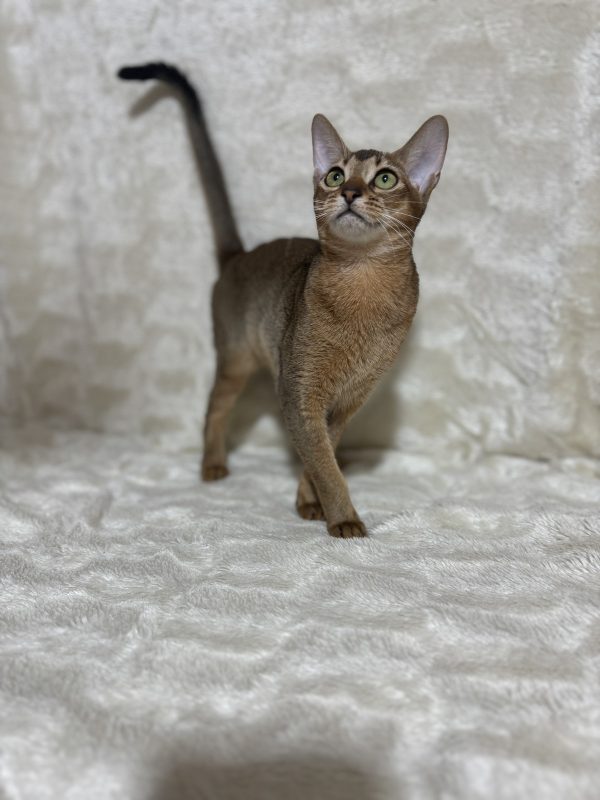 Wanessa Abyssinian