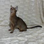 Wanessa-female-Abyssinian-cat-puppy-for-sale-1 (2)