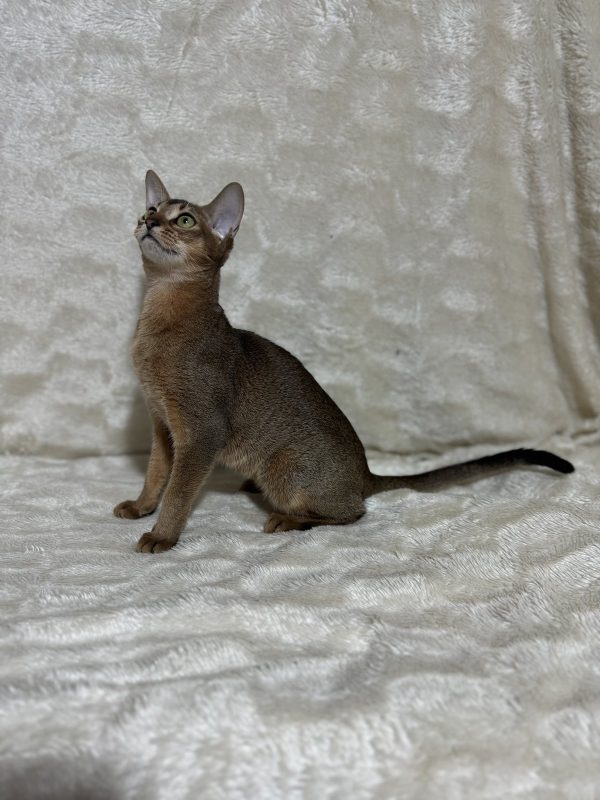 Wanessa Abyssinian