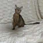 Wanessa-female-Abyssinian-cat-puppy-for-sale-1 (3)