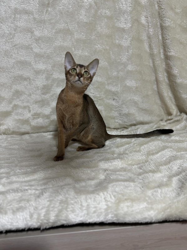 Wanessa Abyssinian