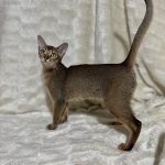 Wally Abyssinian