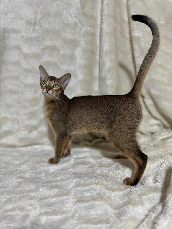 Wanessa Abyssinian