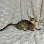 Wanessa-female-Abyssinian-cat-puppy-for-sale-1 (5)