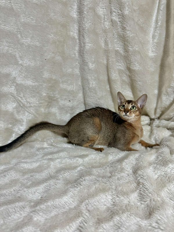 Wanessa Abyssinian