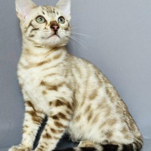 Welk Bengal
