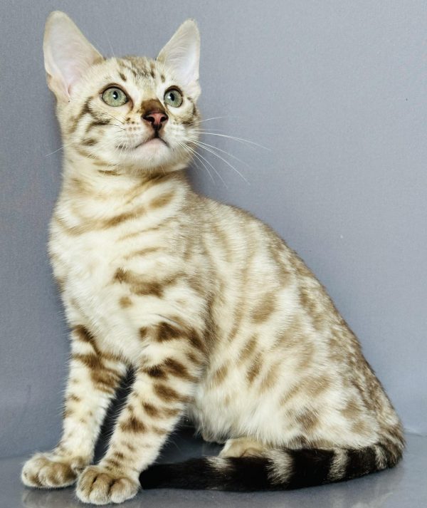 Welk Bengal