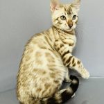 Winston Bengal