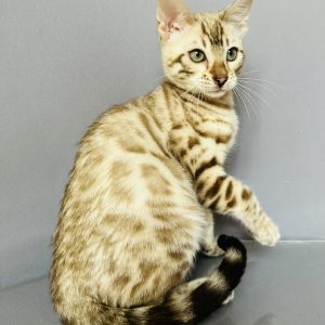 Welk Bengal