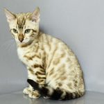 Welk-male-bengal-cat-puppy-for-sale-1 (3)