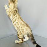 Welk-male-bengal-cat-puppy-for-sale-1 (4)