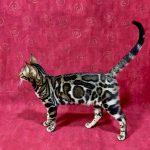 Xandra-female-bengal-cat-puppy-for-sale-2 (1)