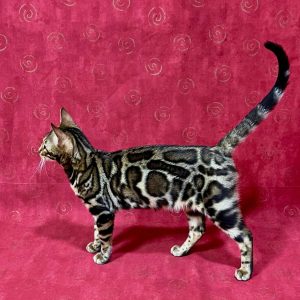 Xandra Bengal