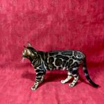 Xandra-female-bengal-cat-puppy-for-sale-2 (3)