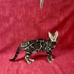 Xandra-female-bengal-cat-puppy-for-sale-2 (4)