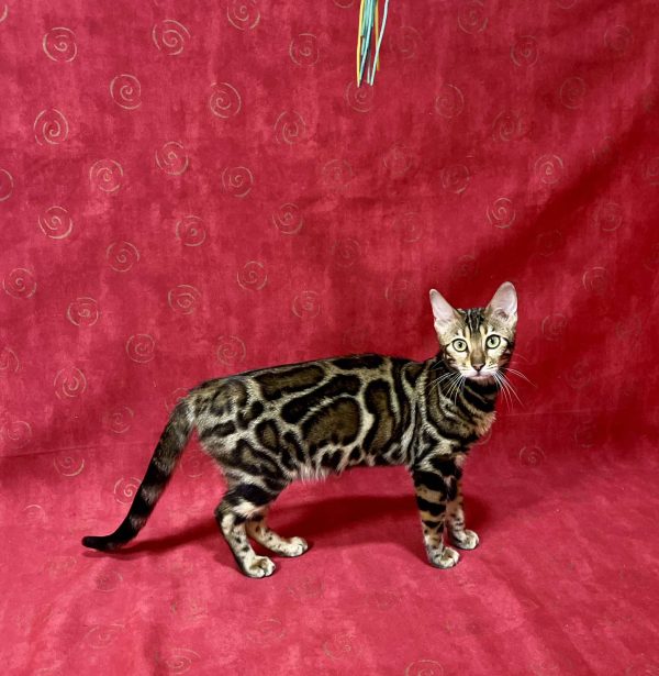 Xandra Bengal
