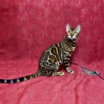 Xilia-female-bengal-cat-puppy-for-sale-1 (1)