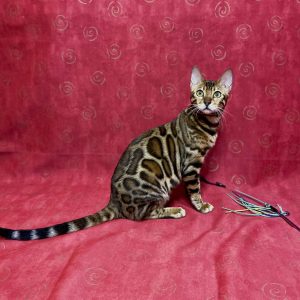 Xilia Bengal