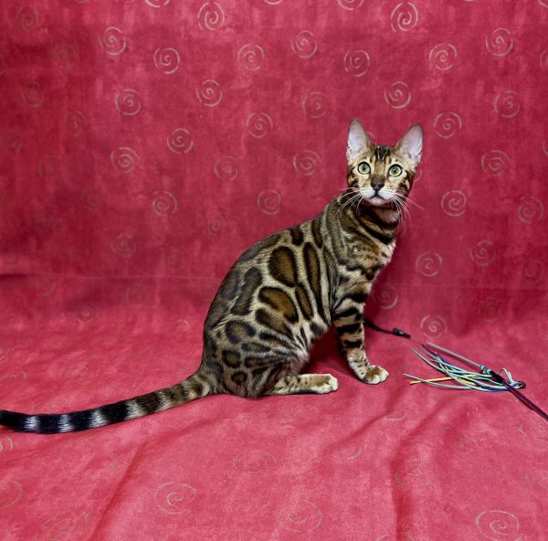 Xilia Bengal