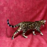 Xilia-female-bengal-cat-puppy-for-sale-1 (2)