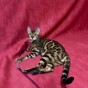 Xilia Bengal