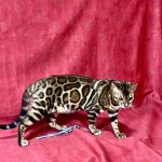 Xilia-female-bengal-cat-puppy-for-sale-1 (4)