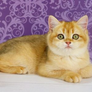 Zoe British Shorthair
