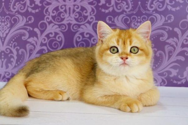 Zoe British Shorthair