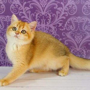 Zoe British Shorthair