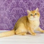 Zoe-female-British-Shorthair-cat-puppy-for-sale-1 (3)