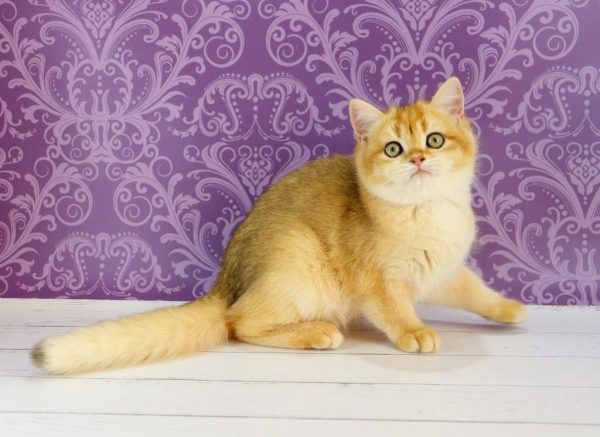 Zoe British Shorthair