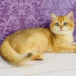 Zoe-female-British-Shorthair-cat-puppy-for-sale-1 (4)