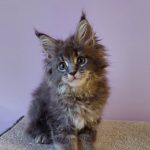 Еlvin-male-maine-Coon-cat-puppy-for-sale-2 (1)
